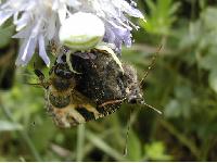 Dur combat de la qute du nectar